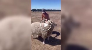 Мужчина на собственном горьком опыте узнал, почему не стоит пытаться ездить на овце