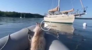 Стій, Роджере, не треба!: нетерплячий кіт, якому дуже хотілося потрапити на яхту