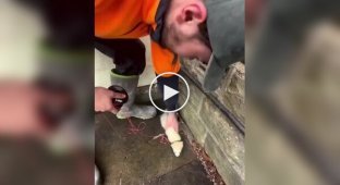 Любимое животное электриков