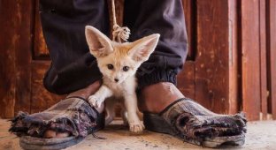20 душераздирающих фотографий диких животных, пострадавших от рук браконьеров (20 фото)
