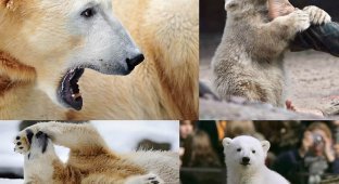В Берлинском зоопарке умер знаменитый белый медведь Кнут (14 фото)