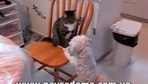Кот против собаки