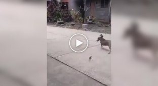 Brave little chick against a dog