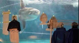 В Японии для скучающей рыбы сделали картонных людей (2 фото)