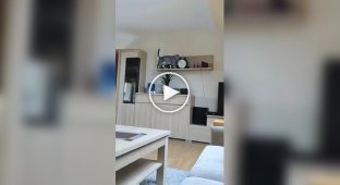 Коты - разрушители