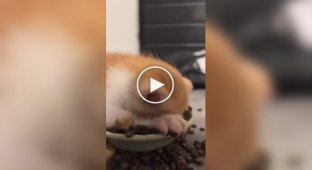 Котенок с головой погрузился в миску с кормом