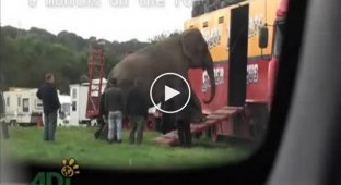 Как ужасно обращаются со слонами