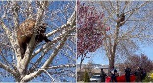The bear decided to climb a tree, but regretted it very much (5 photos + 1 video)