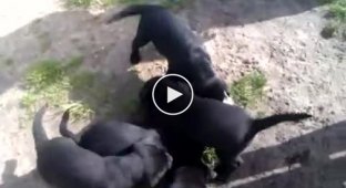 Сумасшедшие щенки атакуют бедного котика