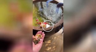 На відео зняли риб, які дадуть фору будь-яким домашнім вихованцям за ненажерливістю