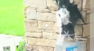 Реакция птиц на самодельную фигурку совы, которая должна была их напугать