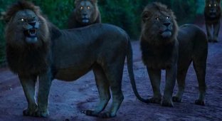 90% взрослых львов живут в тайных группах (10 фото)