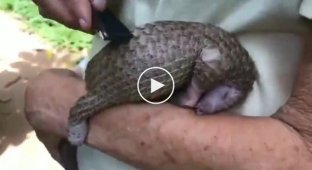 Pangolin loves to get his back scratched