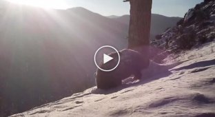 Кабанчик прочистив доріжку для лисиці