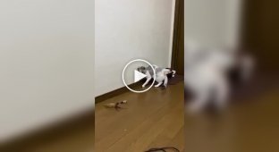 A cat entertains itself