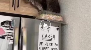 Хозяйка спрятала торт на холодильник, чтобы кот не садился на него