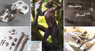Недостающее звено: в Германии обнаружены останки прямоходящей обезьяны, жившей 12 млн лет назад (9 фото)