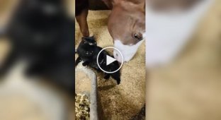 Лошадь делает массаж коту