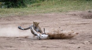 Молниеносная охота: самка леопарда готовит обед для своих детенышей (5 фото)
