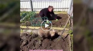 Little bear helps plant potatoes in the garden!