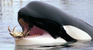 More than 500 attacks in 3 years! Have killer whales declared war on humanity? (7 photos)