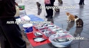 "Вы продоёте рыбов?": новый мем с котиками, который захватил соцсети (15 фото)