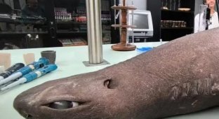 Anime shark discovered in Spain – it has huge eyes (4 photos)