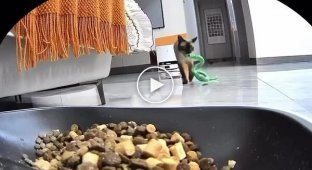 Кошка пыталась накормить игрушечную змею