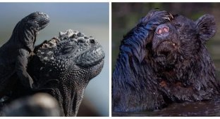 20 ситуацій, у яких мати-природа забула вимкнути режим комедії (21 фото)