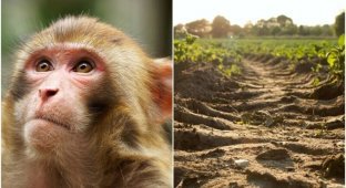 In India, monkeys officially own 13 hectares of land (5 photos)