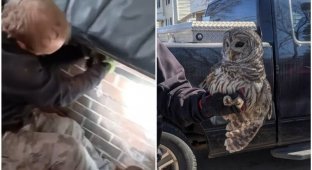 A frightened owl was pulled out of the chimney (4 photos + 1 video)