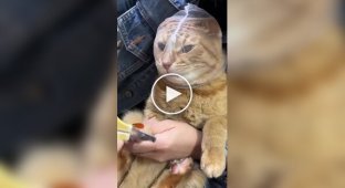 На какие хитрости идут хозяева, чтобы подстричь когти котам