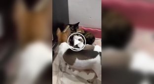 Кошка пригрела щенят