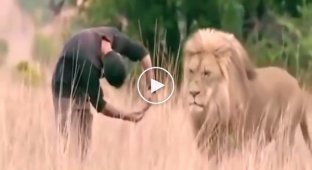 He walked up to the lion and bent down. What the king of beasts did is amazing!
