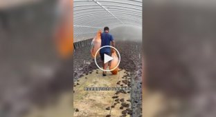 Жабині ферми в Китаї