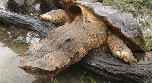 Large predatory turtle: the face of a grandmother and the habits of a monster (8 photos)