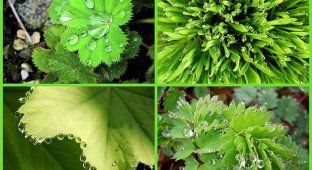 Beautiful Drops — 12 Examples of Guttation (13 photos)