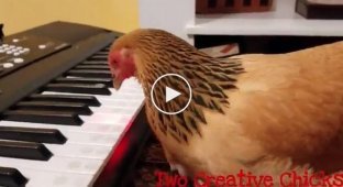 Мелодия песни America the Beautiful в исполнении курицы