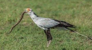 Even the black mamba is afraid of this bird. Thunderstorm of African snakes (3 photos)