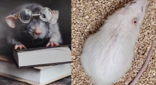 Люди стали чуть ближе к долголетию – крысы бьют рекорды по продолжительности жизни после омоложения органов (3 фото)