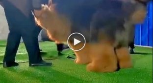 Don't be afraid, he's just playing: a huge Tibetan mastiff