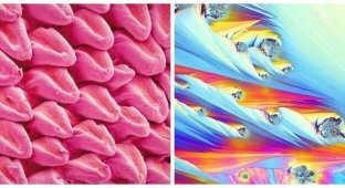 Simple things under the microscope (18 photos)