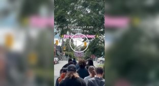 Toronto is hosting cat tours