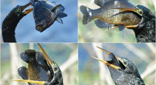 Жадная птица проглотила рыбу, которая в три раза больше его головы (6 фото)