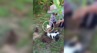 Кошка воспользовалась ямкой