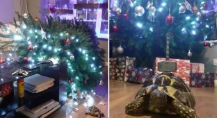 Маленькая черепаха уничтожила двухметровую рождественскую ель (5 фото)