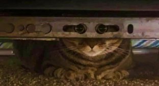 Кот просто посмотрел в камеру через отверстия и сразу же стал героем мемов (15 фото)