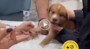 Щенку делают укол