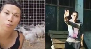 "Насилуют!": веганы заявили о недопустимости совместного содержания разнополой птицы на ферме (6 фото)