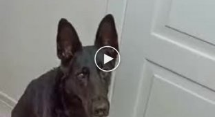 Как научить собаку закрывать двери
